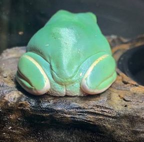 frog-butts5.jpg