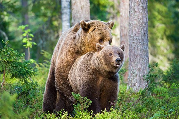 mating-brown-bears-early-morning-light-very-rare-wildlifeshot-picture-id108351796-906354897.jpeg