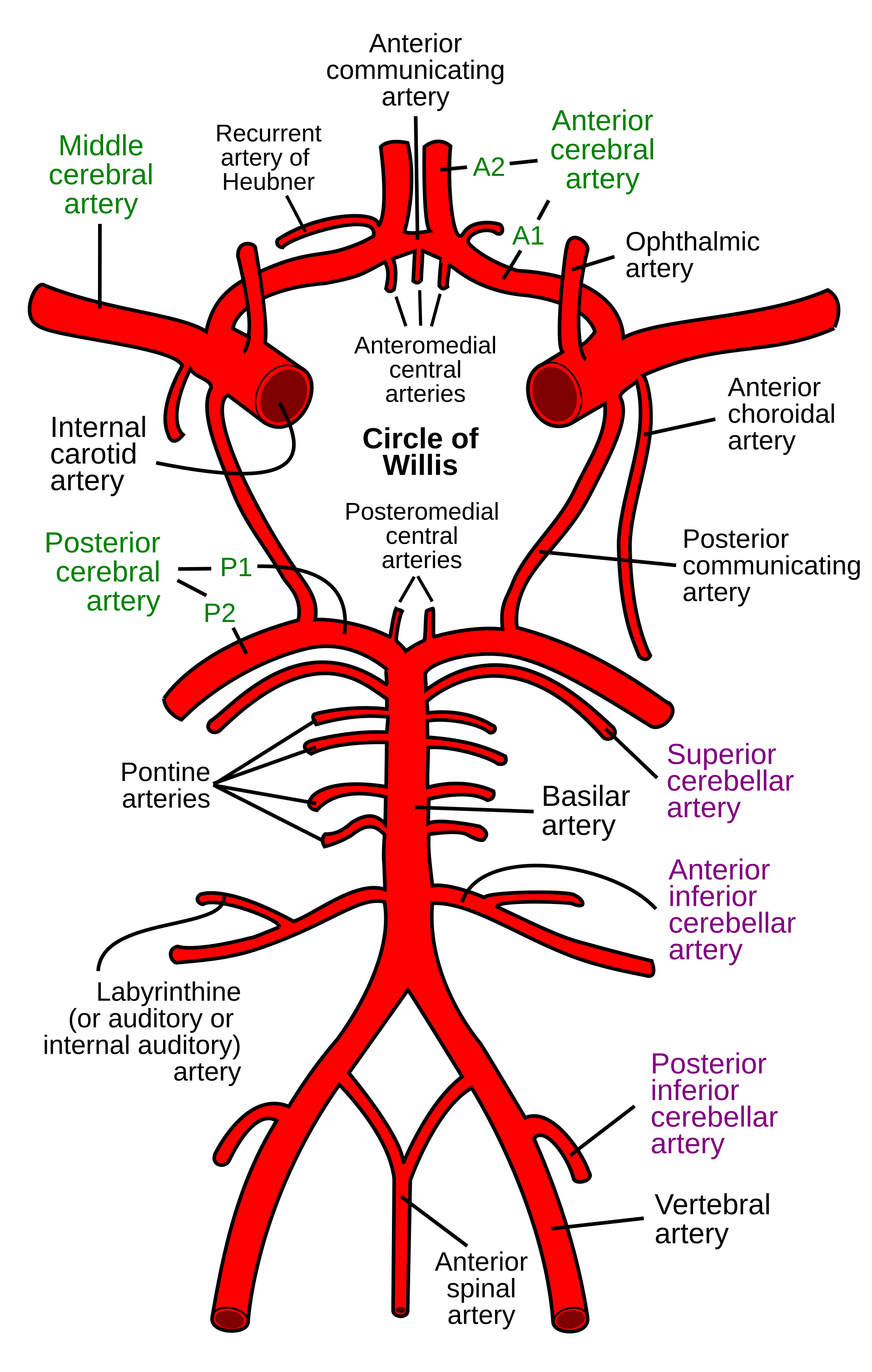 Circle_of_Willis_en.svg.png