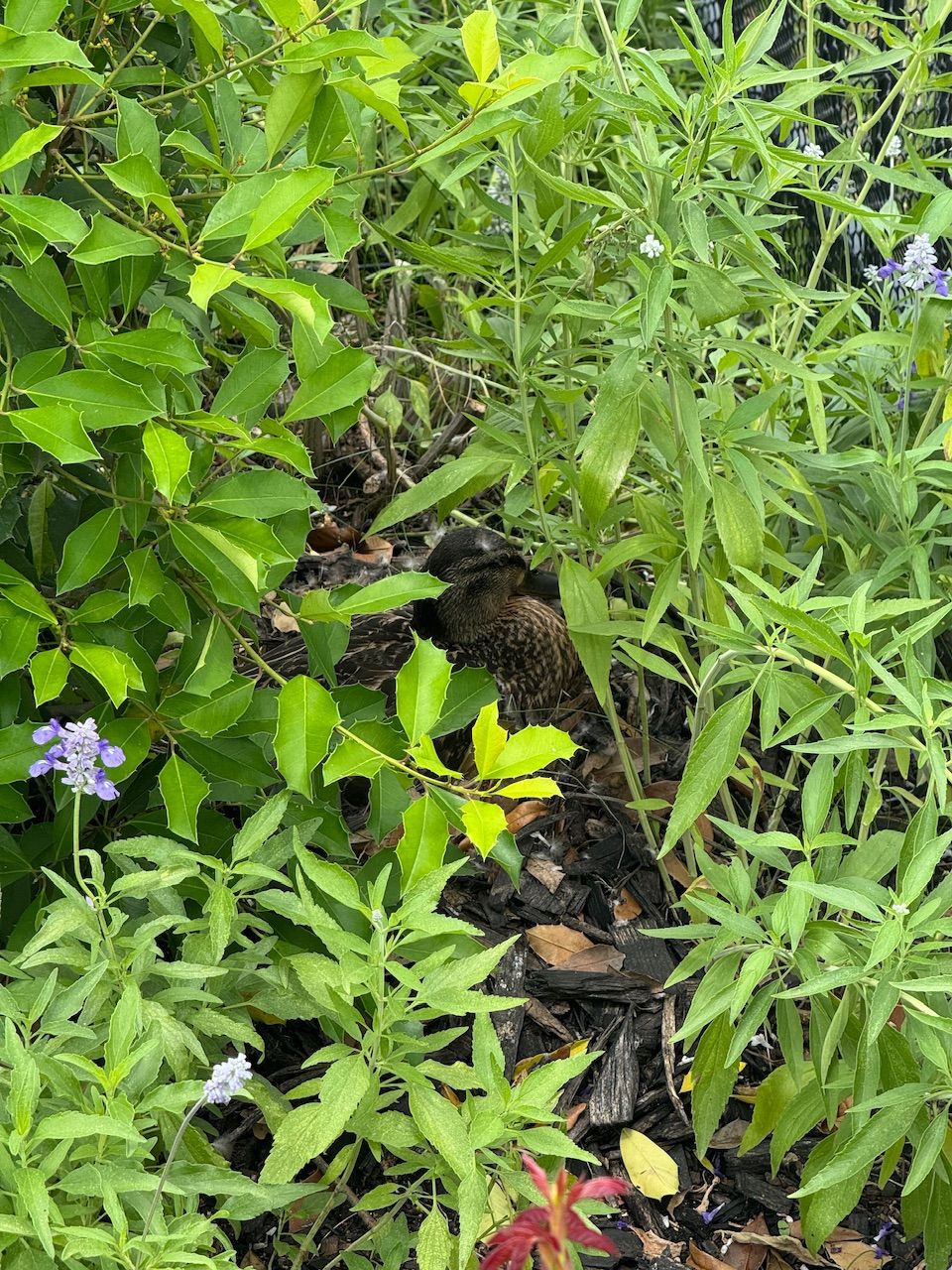 IMG_0609.jpeg